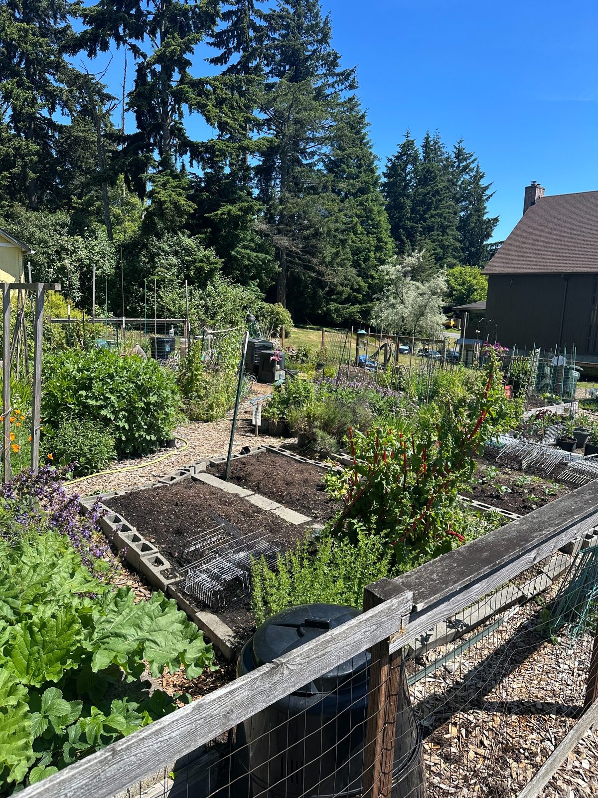 Community garden at the Zion Lutheran Church Everett site